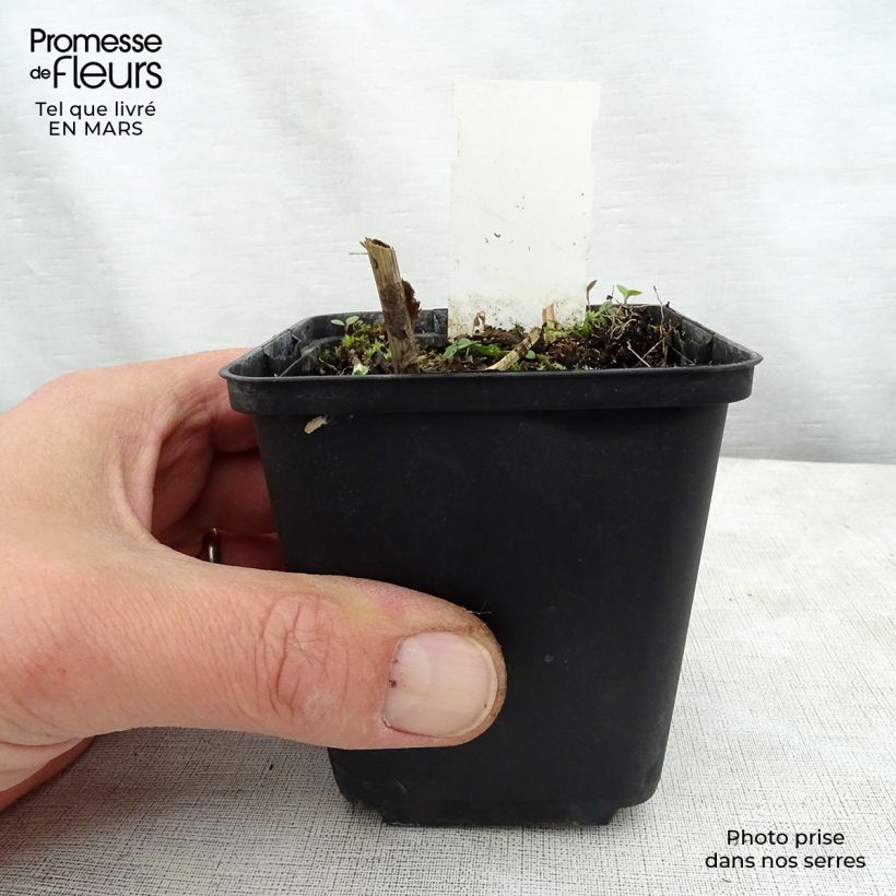 Solidago flexicaulis Variegata - Verga d'oro Vasetto da 8/9 cm esemplare consegnato in primavera