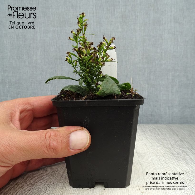 Spécimen de Solidago flexicaulis Variegata - Verge d'or Variegata  Godet de 8/9 cm tel que livré en automne