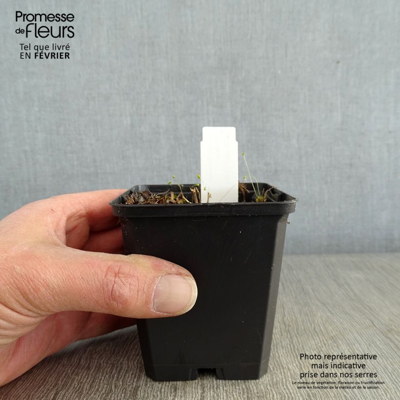 Spécimen de Solidago flexicaulis Variegata - Verge d'or Variegata  Godet de 8/9 cm tel que livré en hiver