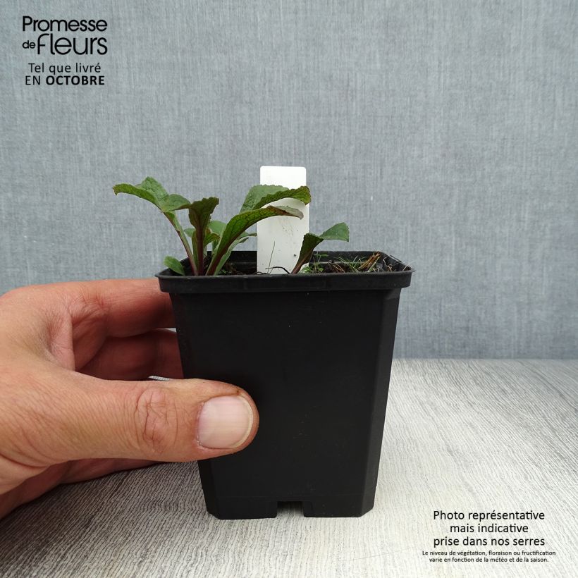 Spécimen de Solidago rugosa - Verge d'or rugueuse Godet de 8/9 cm tel que livré en automne
