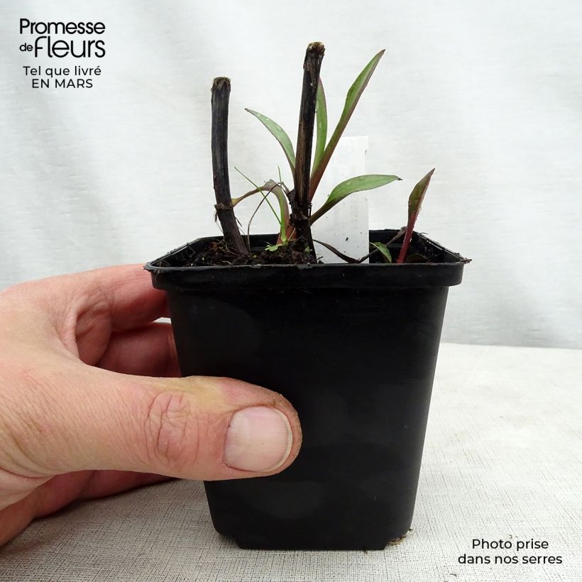 Spécimen de Solidago sempervirens Goldene Wellen - Verge d'or Goldene Wellen Godet de 8/9 cm tel que livré au printemps