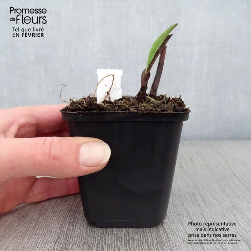 Spécimen de Solidago sempervirens Goldene Wellen - Verge d'or Goldene Wellen Godet de 8/9 cm tel que livré en hiver