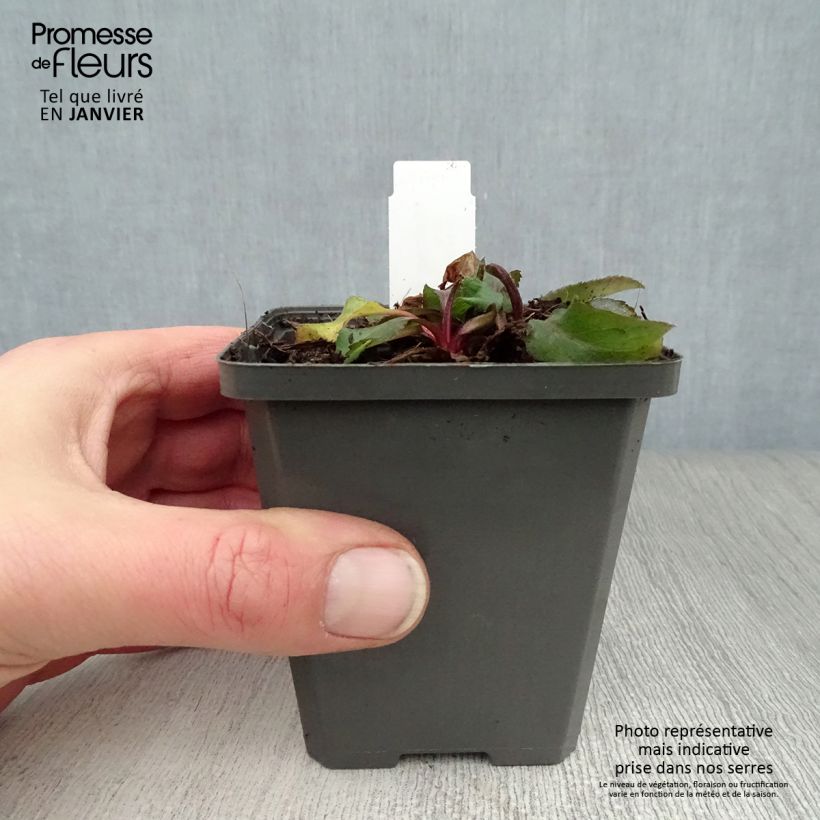 Spécimen de Solidago virgaurea - Baguette d'Aaron - Verge d'or Godet de 8/9 cm tel que livré en hiver