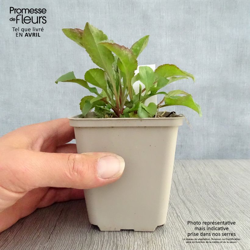 Amostra de Solidago virgaurea Vaso de 8/9 cm tal como entregue na primavera