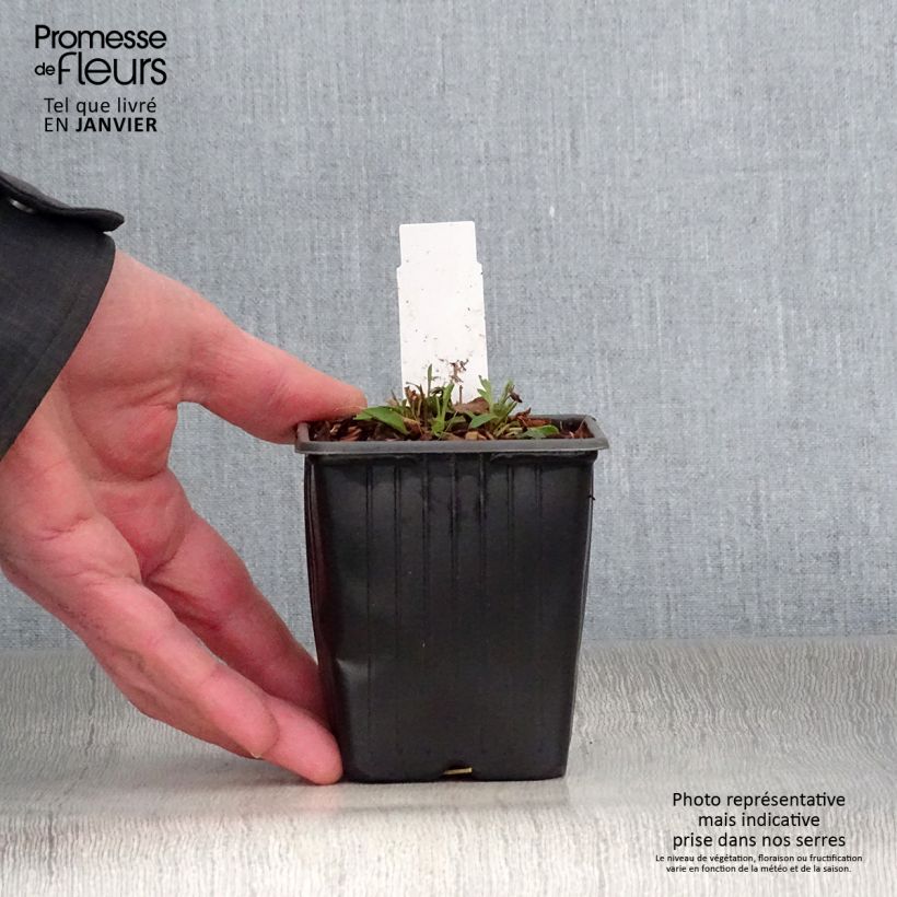 Spécimen de Solidago virgaurea ssp Minuta var. Minutissima - Baguette d'Aaron - Verge d'or Godet de 8/9 cm tel que livré en hiver