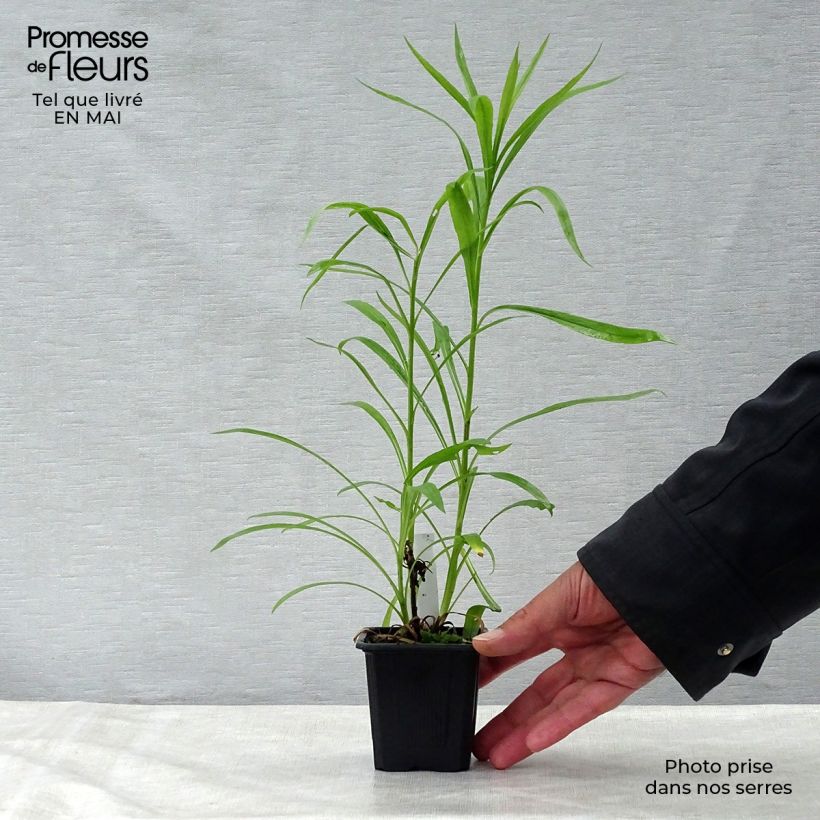 Spécimen de Solidaster luteus Lemore Godet de 8/9 cm tel que livré au printemps