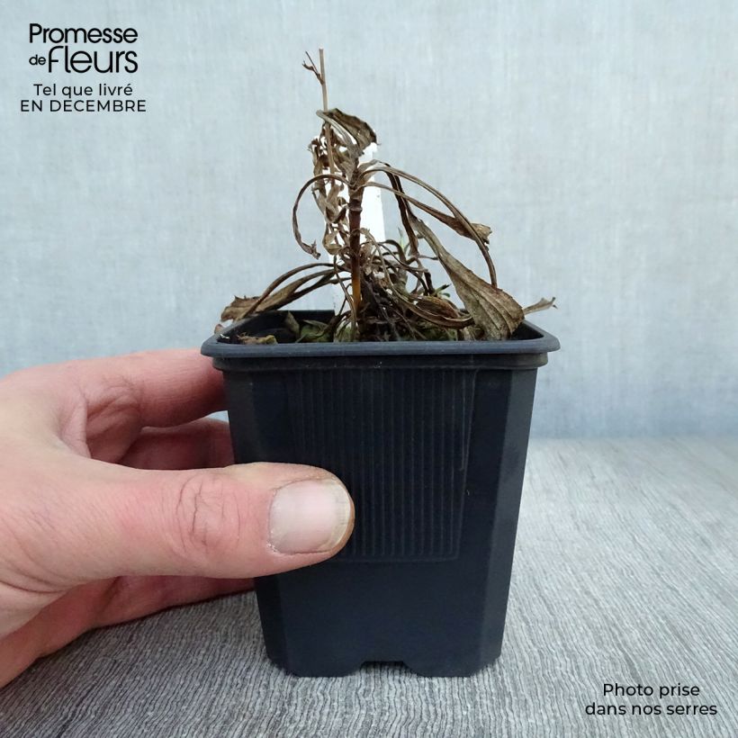 Spécimen de Solidaster luteus Lemore Godet de 8/9 cm tel que livré en hiver