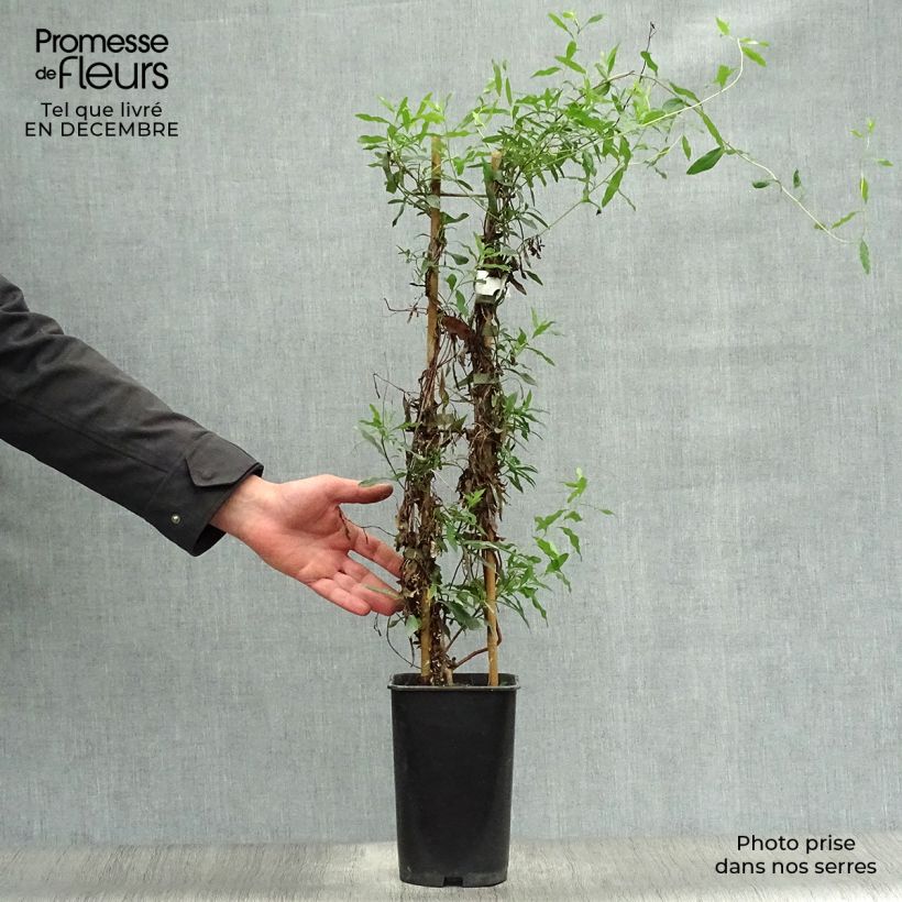 Spécimen de Sollya heterophylla Pot de 3L/4L tel que livré en hiver