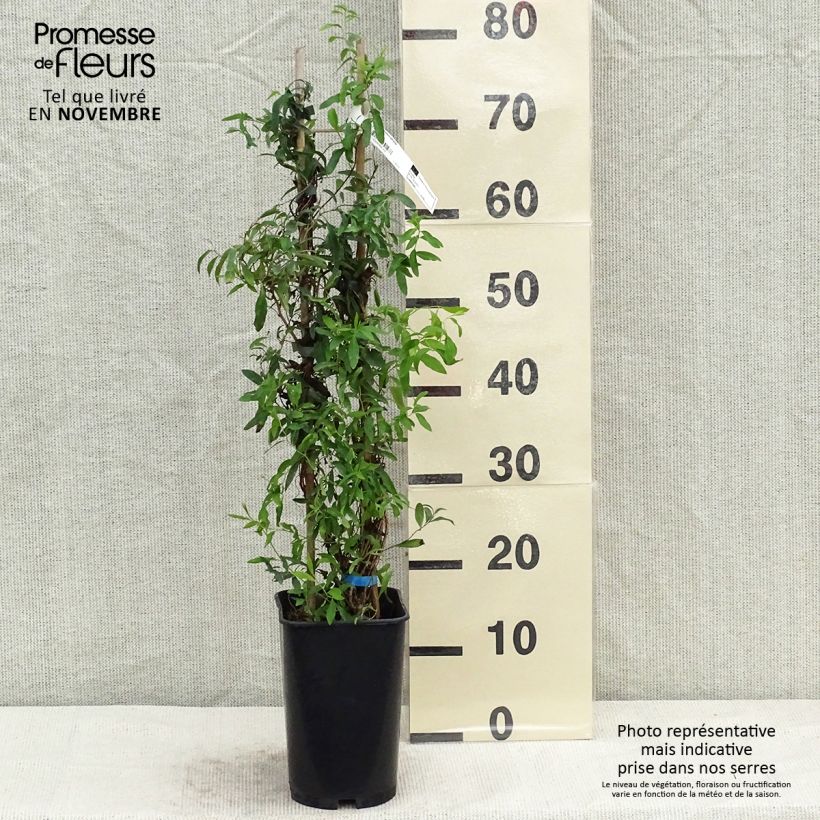 Spécimen de Sollya heterophylla Pot de 3L/4L tel que livré en automne