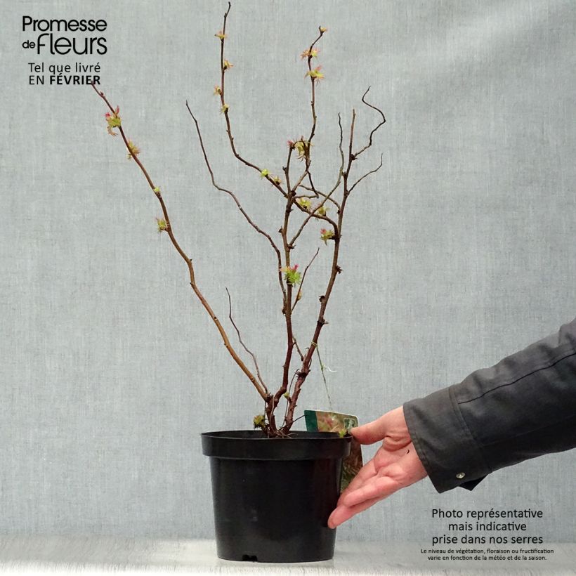 Spécimen de Sorbaria sorbifolia Sem- Fausse spirée à feuilles de sorbier Pot de 2L/3L tel que livré en hiver