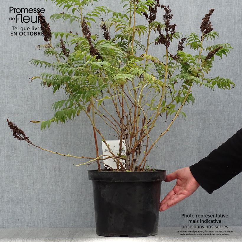 Spécimen de Sorbaria sorbifolia Sem- Fausse spirée à feuilles de sorbier Pot de 7,5L/10L tel que livré en automne