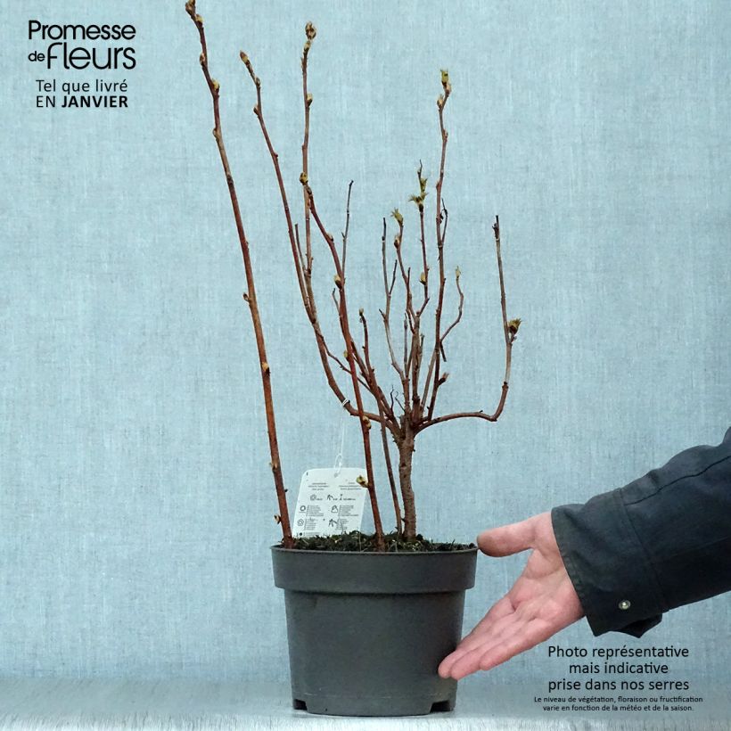 Spécimen de Sorbaria sorbifolia - Fausse spirée à feuilles de sorbier Pot de 2L/3L tel que livré en hiver