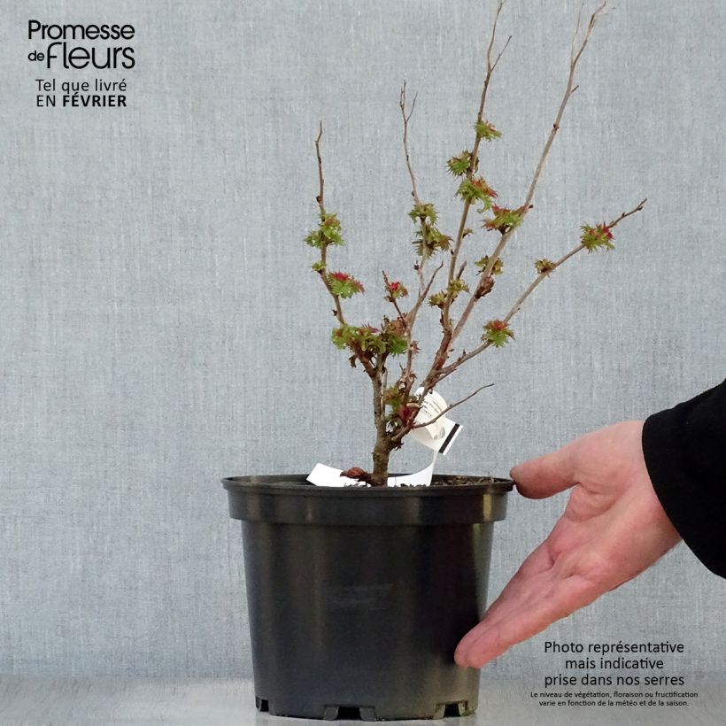 Spécimen de Sorbaria sorbifolia Pink Hopi - Fausse spirée à feuilles de sorbier Pot de 2L/3L tel que livré en hiver