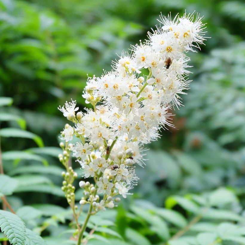 Sorbaria tomentosa Stick & Feathers (Floraison)