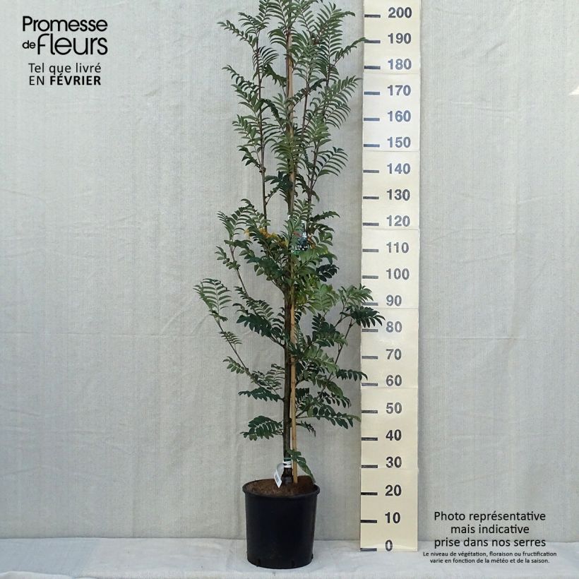 Spécimen de Sorbier des oiseleurs - Sorbus aucuparia Sheerwater Seedling Pot de 12L/15L, Baliveau tel que livré en automne