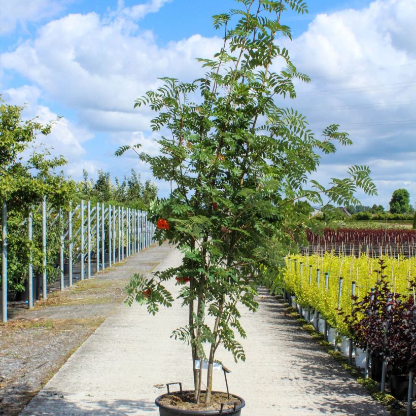 Spécimen de Sorbus aucuparia - Sorbier des oiseleurs Pot de 70L/75L, Cépée tel que livré au printemps