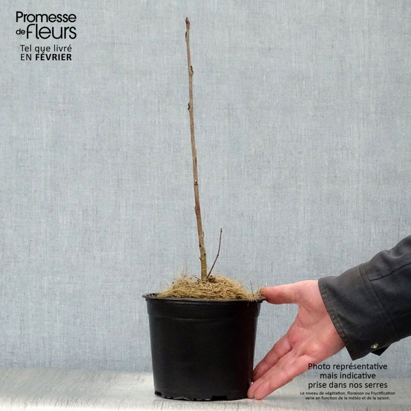 Spécimen de Sorbus aucuparia - Sorbier des oiseleurs Pot de 2L/3L tel que livré en hiver