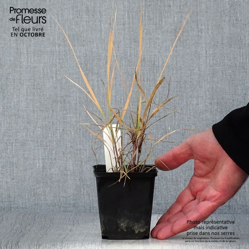 Spécimen de Sorghastrum nutans - Herbe des indiens Godet de 8/9 cm tel que livré en automne