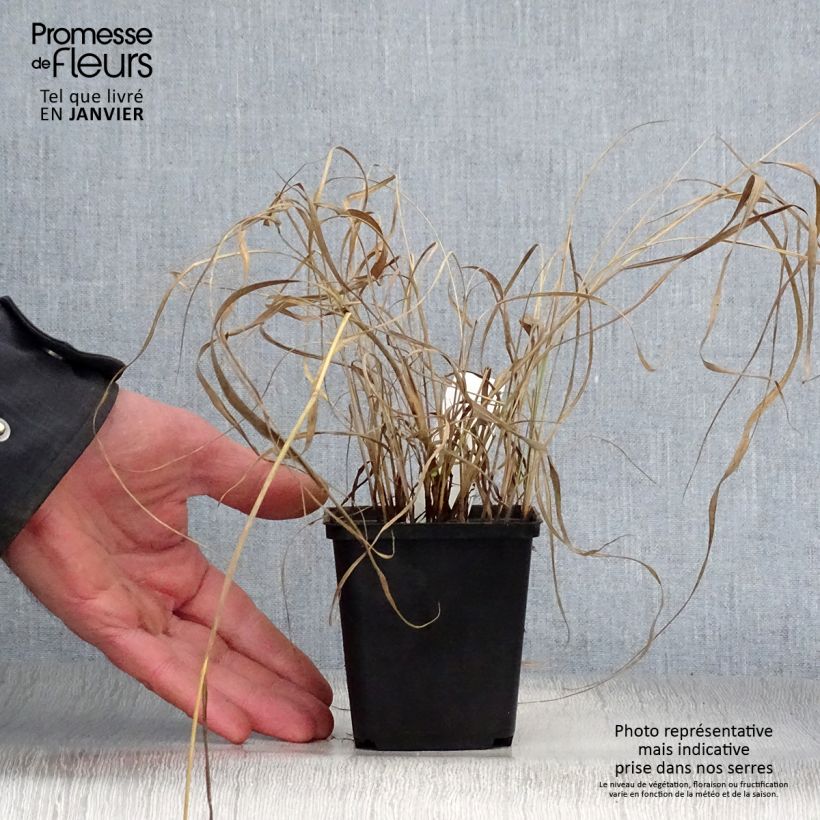 Spécimen de Sorghastrum nutans - Herbe des indiens Godet de 8/9 cm tel que livré en hiver