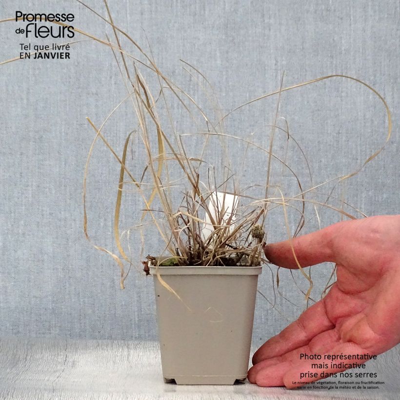 Spécimen de Sorghastrum nutans Sioux Blue - Herbe des Indiens Godet de 8/9 cm tel que livré en hiver