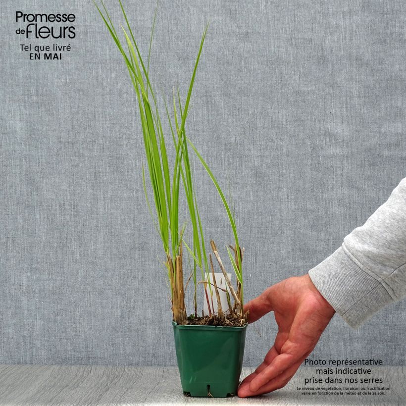 Spécimen de Spartina pectinata Aureomarginata - Spartine pectinée panachée Godet de 8/9 cm tel que livré au printemps