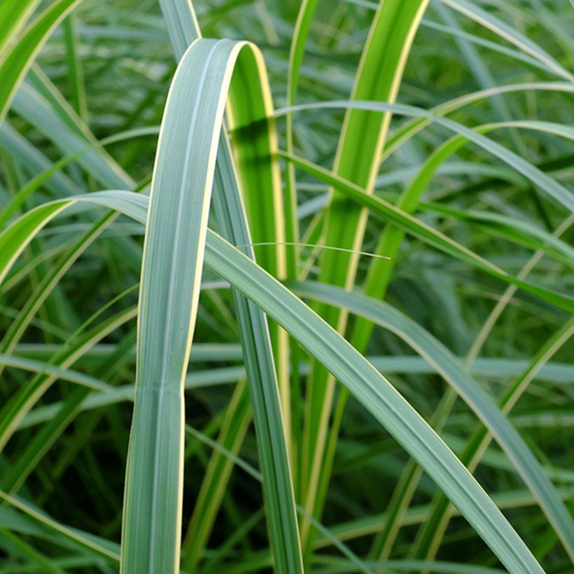 Spartina pectinata Aureomarginata - Spartine pectinée panachée (Feuillage)