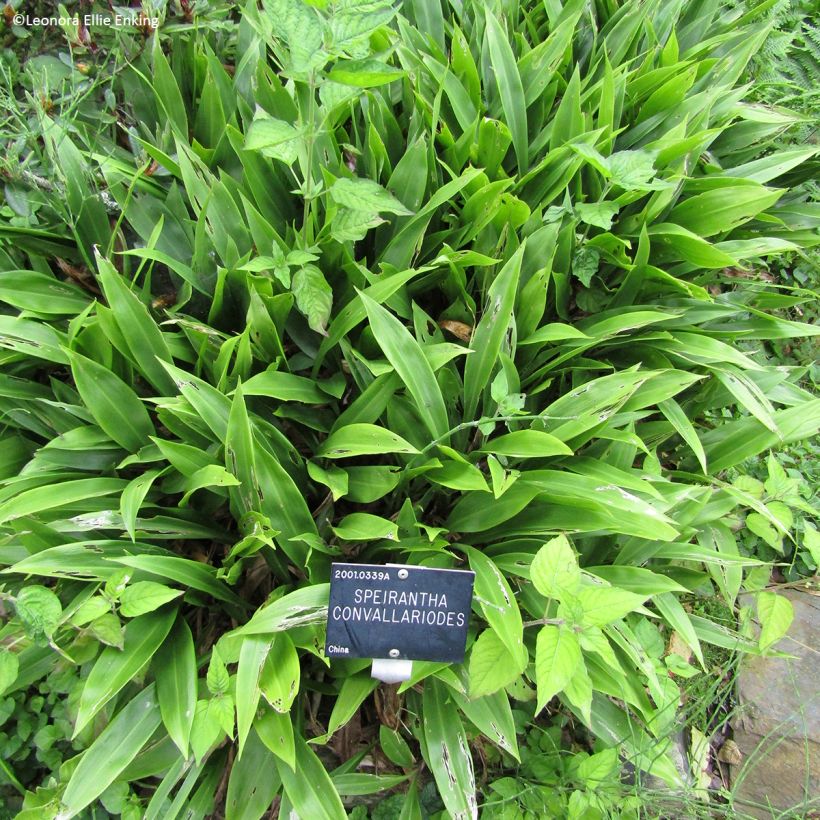 Speirantha convallarioides - Muguet de Chine (Port)