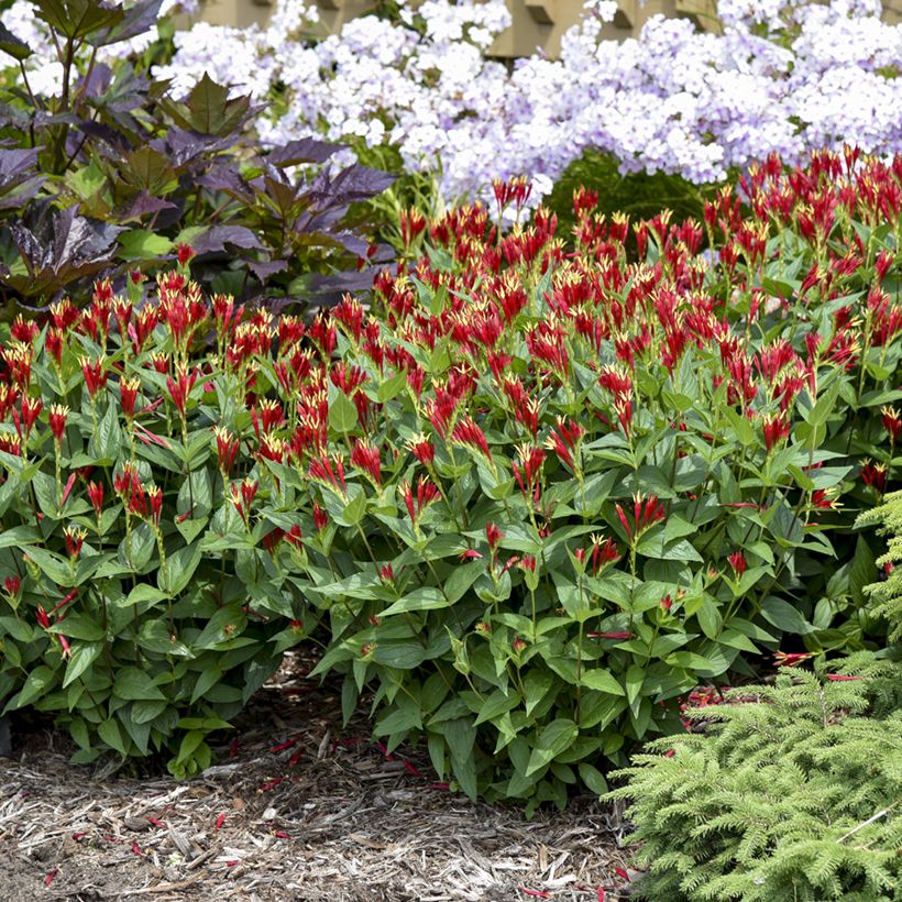 Spigelia marilandica Little Red Head - Spigélie du Maryland (Port)