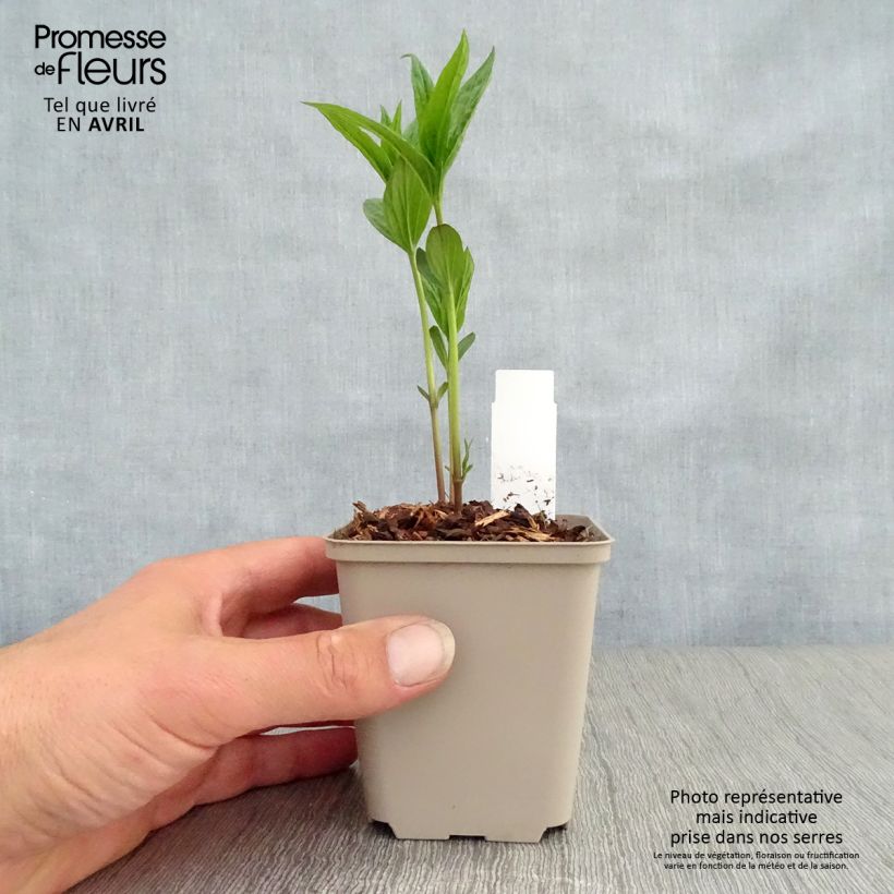 Spigelia marilandica Spigelia marilandica Maceta de 8/9 cm Ejemplar entregado en la primavera