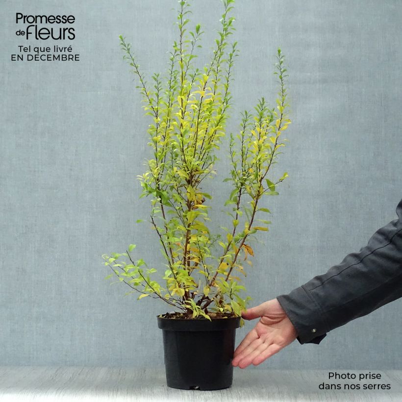 Spécimen de Spiraea thunbergii Fujino Pink - Spirée de Thunberg Pot de 3L/4L tel que livré en hiver