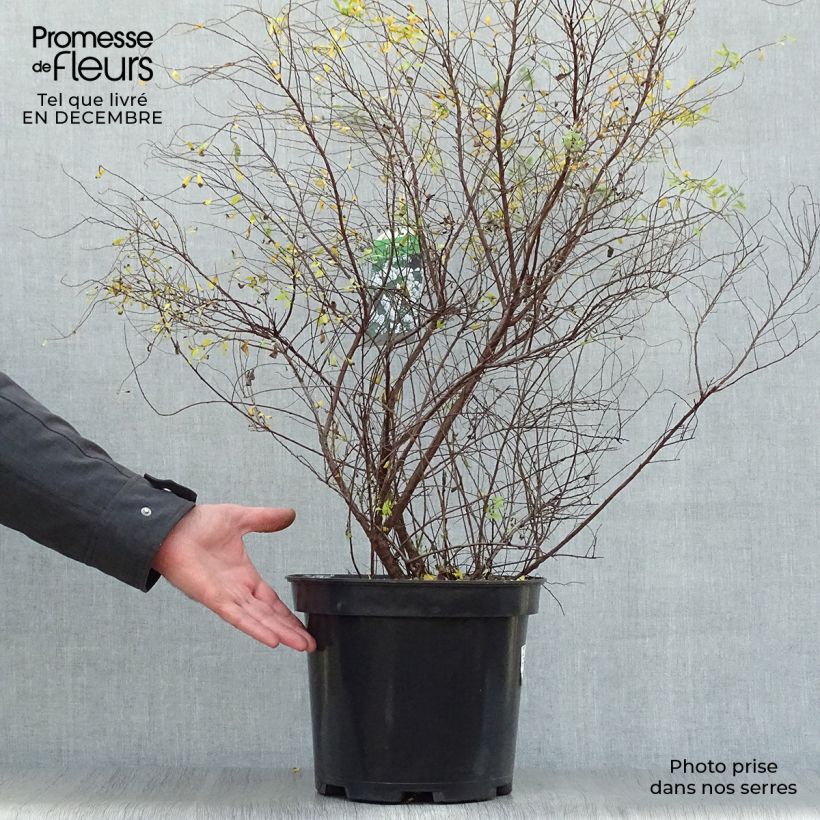 Spécimen de Spiraea arguta - Spirée blanche Pot de 7,5L/10L tel que livré en hiver
