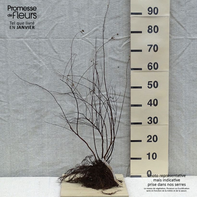 Spécimen de Spiraea arguta - Spirée blanche Petites Racines nues tel que livré en hiver