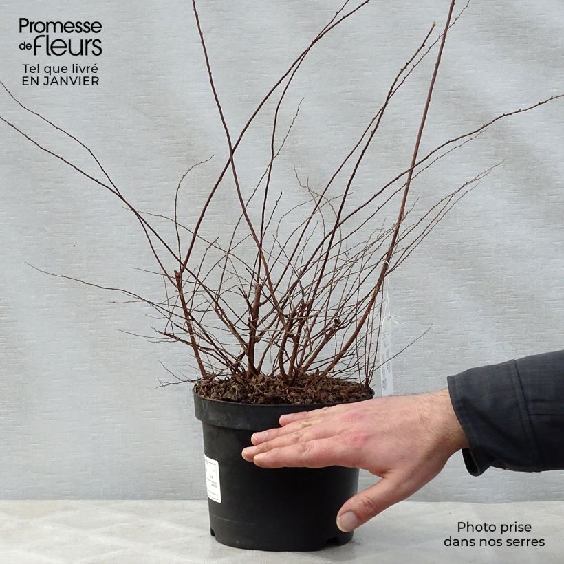 Spécimen de Spiraea arguta - Spirée blanche Pot de 3L/4L tel que livré en hiver