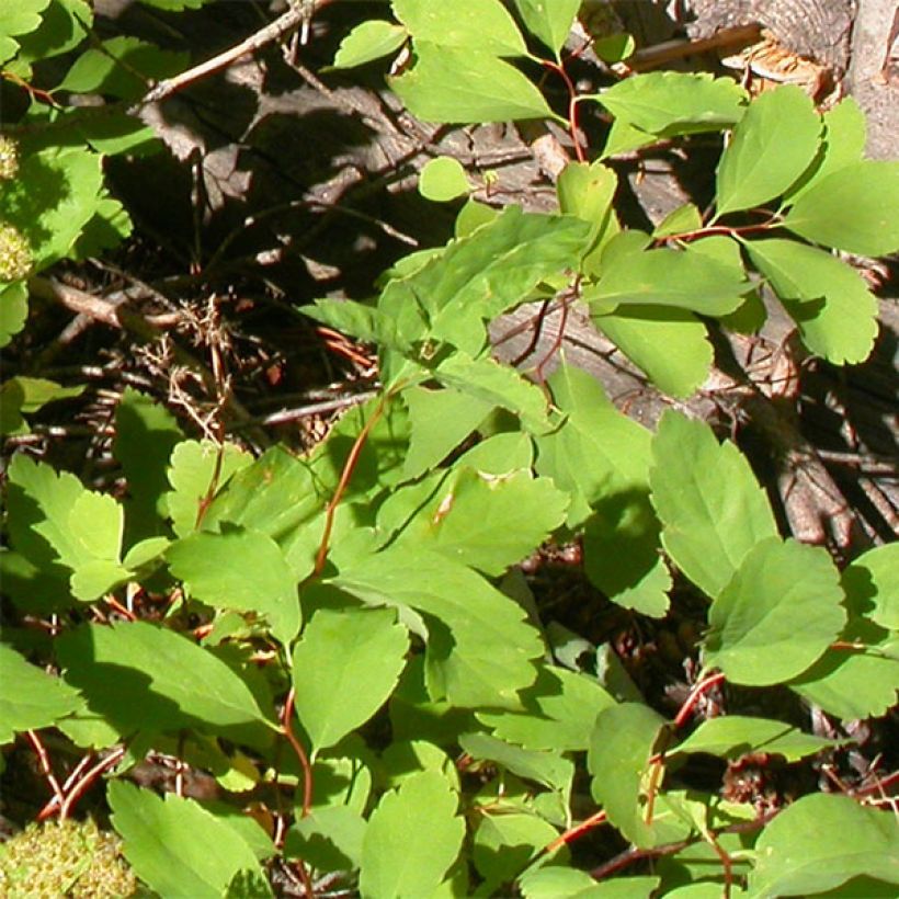 Espireia Tor - Spiraea betulifolia (Folhagem)