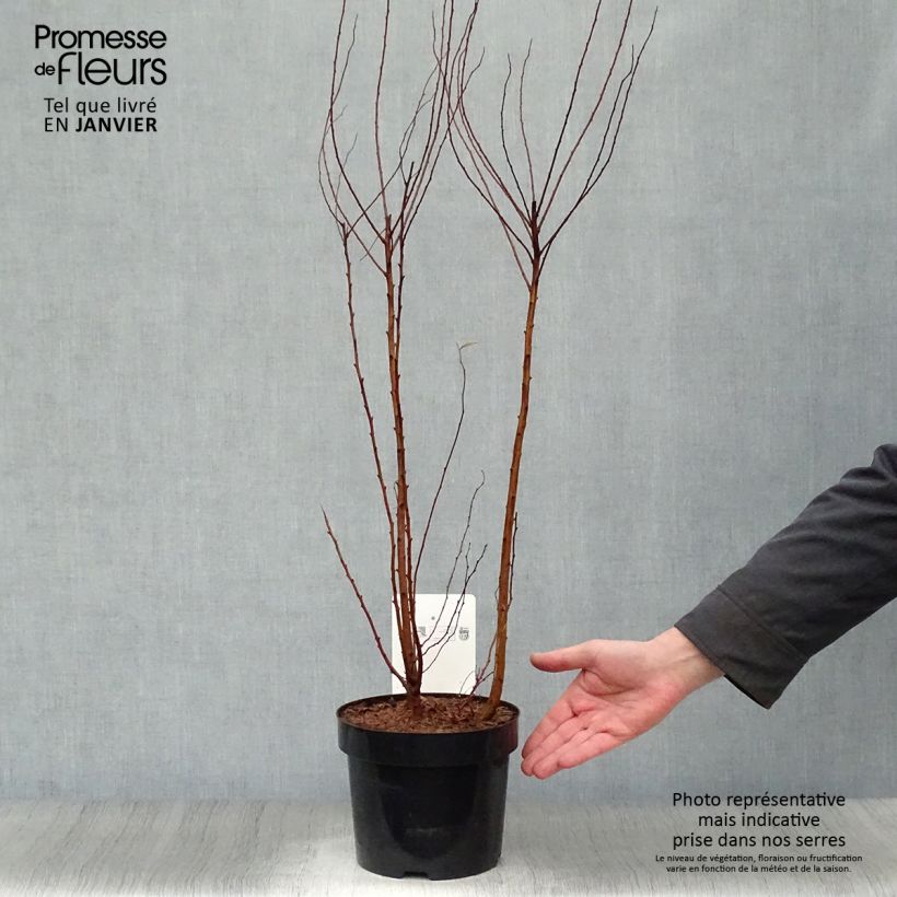 Spécimen de Spiraea billardii - Spirée Pot de 3L/4L tel que livré en hiver