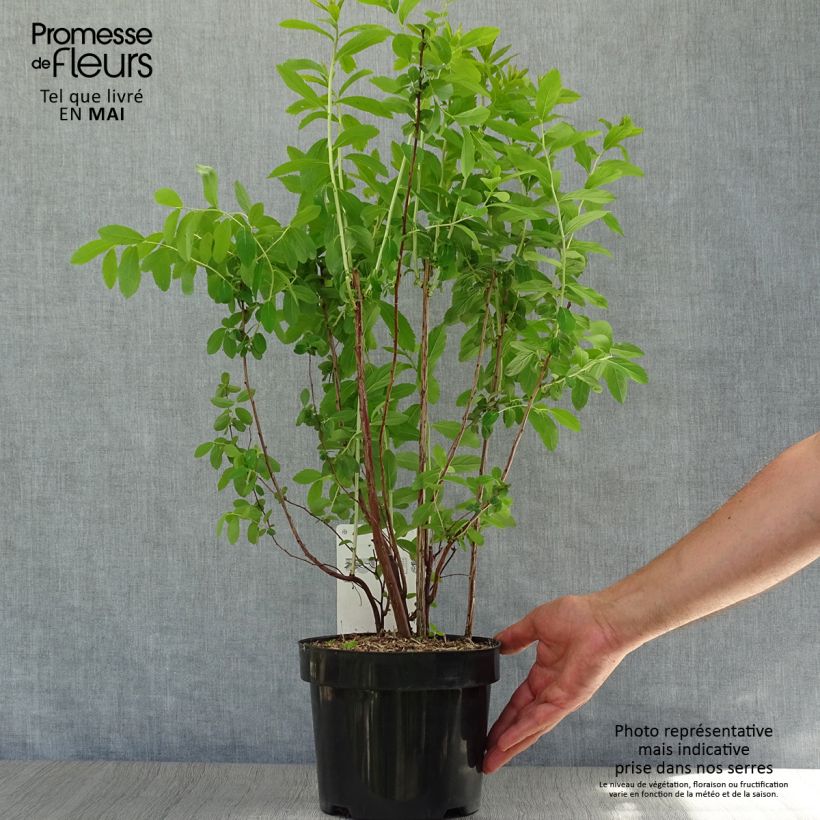 Spécimen de Spiraea billardii - Spirée Pot de 3L/4L tel que livré au printemps