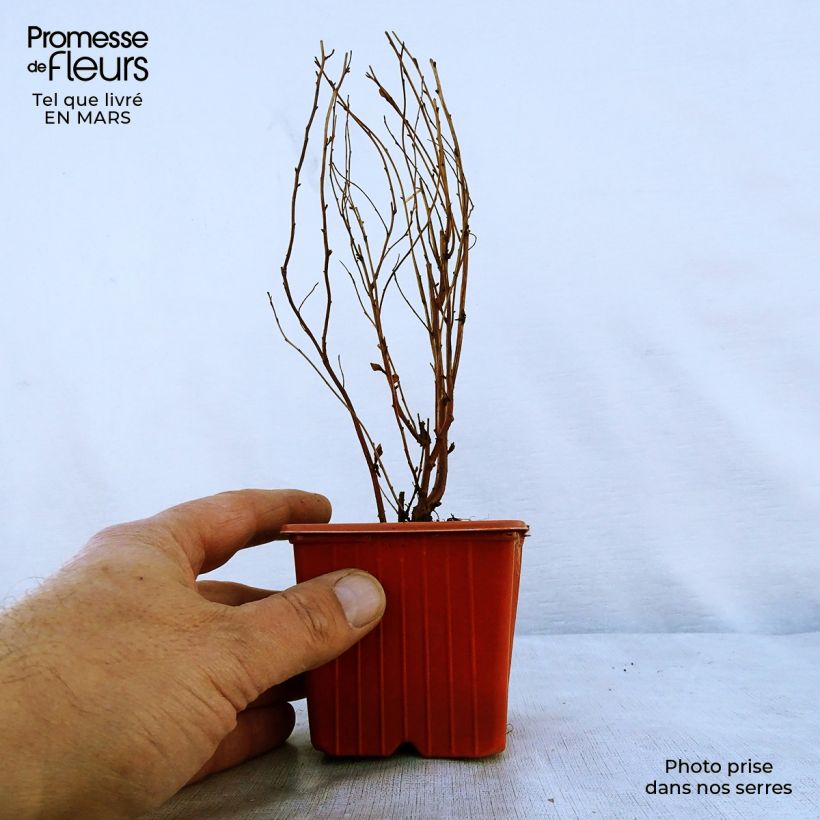 Spécimen de Spiraea billardii - Spirée Godet de 8/9 cm tel que livré au printemps