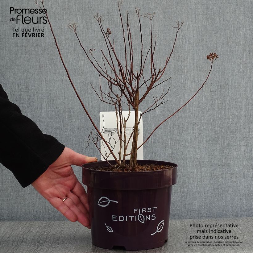 Spécimen de Spiraea bumalda Superstar - Spirée japonaise Pot de 3L/4L tel que livré en hiver