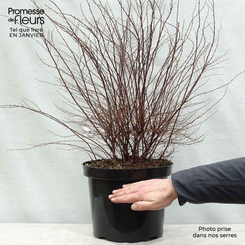 Spécimen de Spiraea cinerea Graciosa-Spirée dentelée Pot de 7,5L/10L tel que livré en hiver
