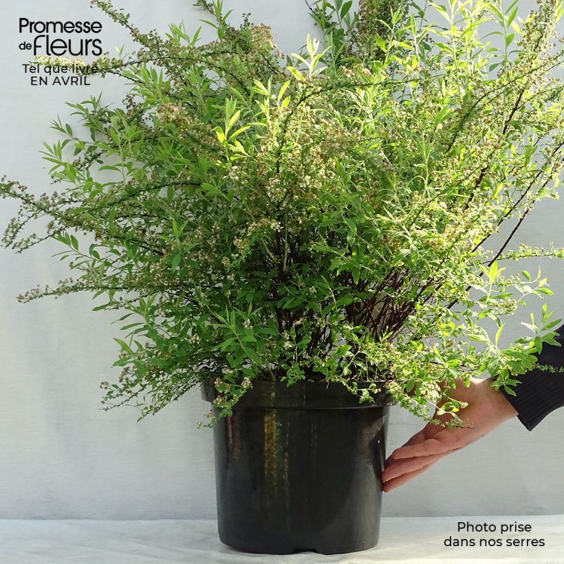 Spécimen de Spiraea cinerea Graciosa-Spirée dentelée Pot de 7,5L/10L tel que livré au printemps