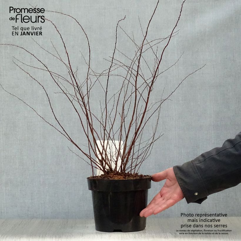 Spécimen de Spiraea cinerea Graciosa-Spirée dentelée Pot de 2L/3L tel que livré en hiver