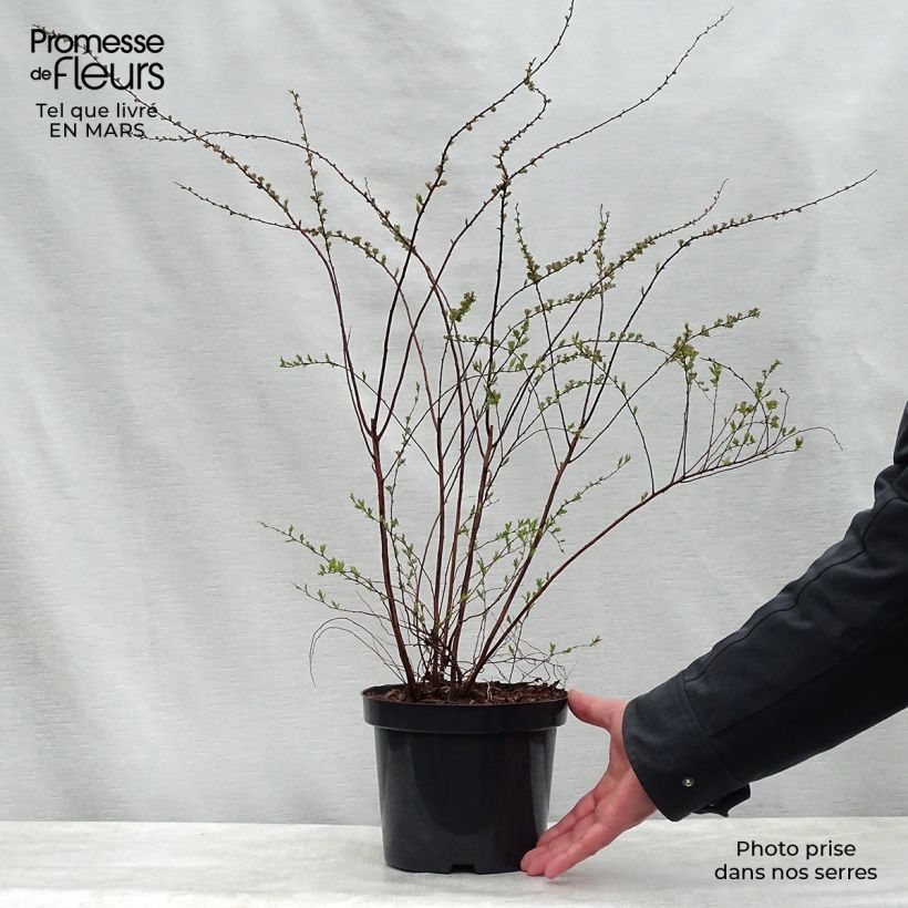Spécimen de Spiraea cinerea Graciosa-Spirée dentelée Pot de 2L/3L tel que livré au printemps