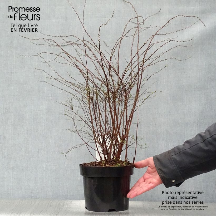 Spécimen de Spiraea cinerea Grefsheim - Spirée dentelée  Pot de 3L/4L tel que livré en hiver