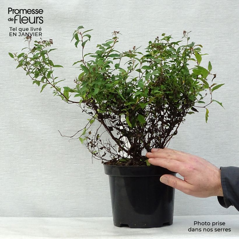 Spécimen de Spirée japonica Anthony Waterer - Spiraea japonaise Pot de 3L/4L tel que livré en hiver