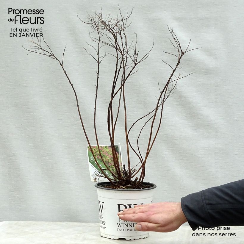 Spécimen de Spirée japonaise Double Play Gold - Spiraea japonica Pot de 2L/3L tel que livré en hiver
