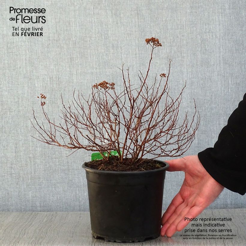 Spécimen de Spiraea japonica Merlo Green - Spirée japonaise Pot de 2L/3L tel que livré en hiver