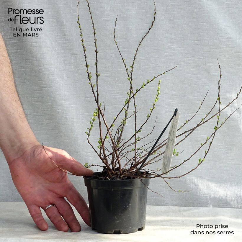 Spécimen de Spiraea nipponica Snowmound - Spirée japonaise Pot de 1L/1,5L tel que livré en hiver