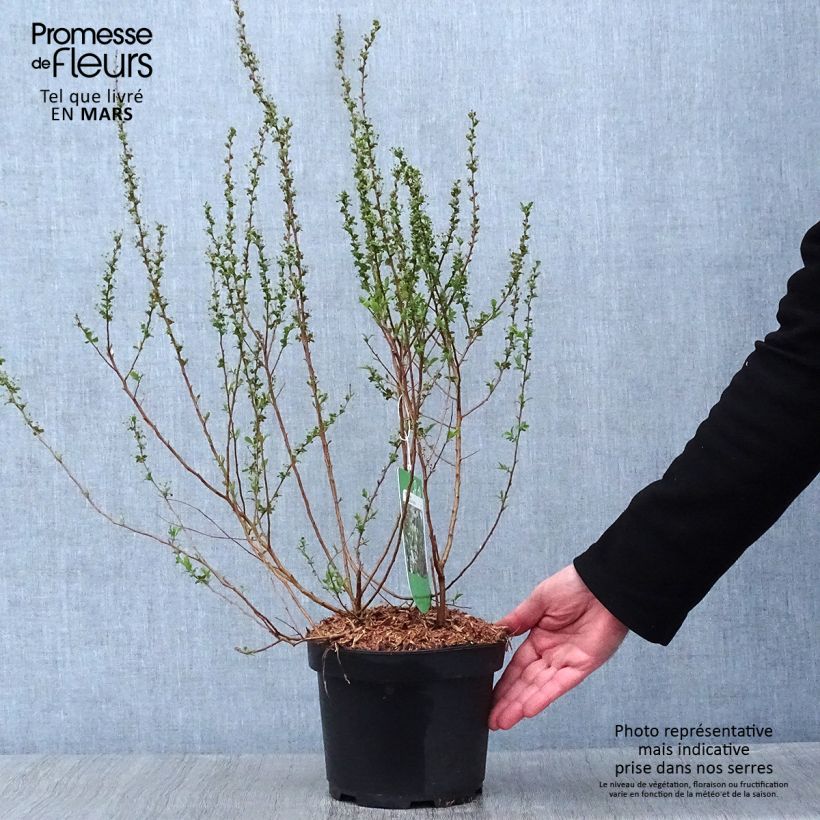 Spécimen de Spiraea prunifolia Plena - Spirée blanche Pot de 2L/3L tel que livré en hiver