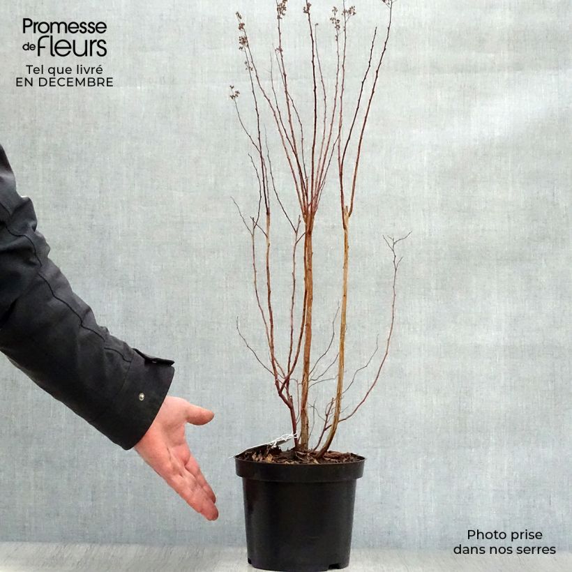 Spécimen de Spiraea prunifolia - Spirée à feuilles de Prunier Pot de 2L/3L tel que livré en hiver