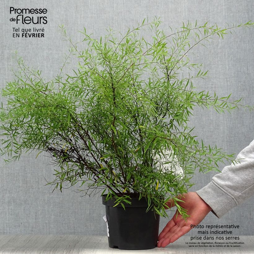 Spécimen de Spiraea thunbergii - Spirée de Thunberg Pot de 3L/4L tel que livré en automne